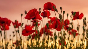 Cover image: Remembrance Day